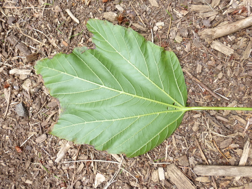 Imagem de Acer sterculiaceum subsp. franchetii (Pax) Murray