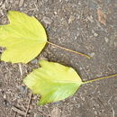 Sivun Acer sterculiaceum subsp. franchetii (Pax) Murray kuva