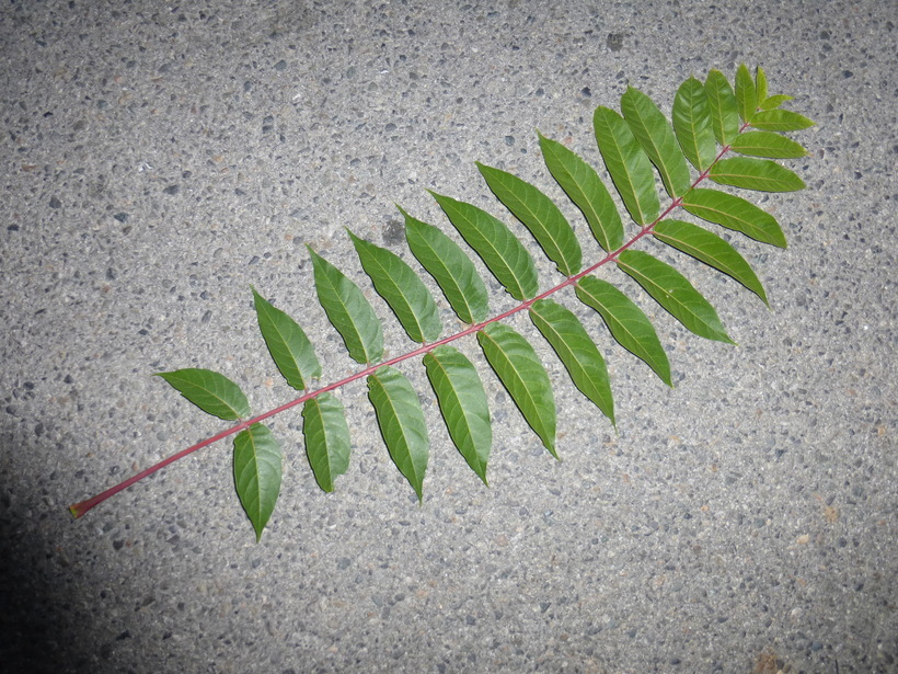 Image of tree-of-heaven