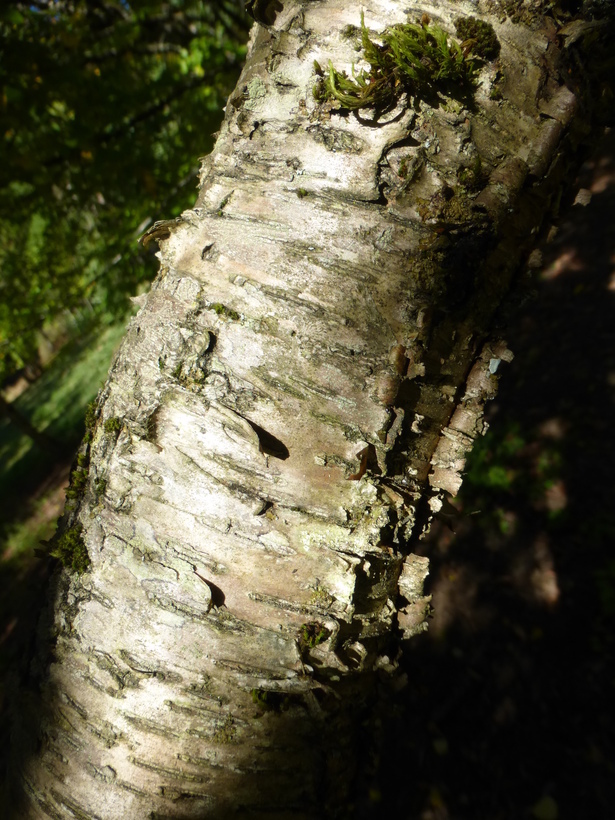 Image of Gray birch