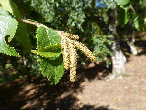 Image de Bouleau jaune