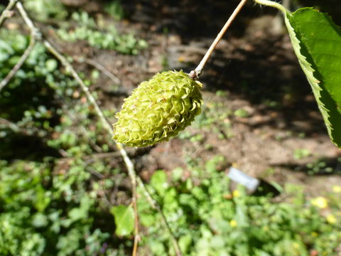 Image de Bouleau jaune