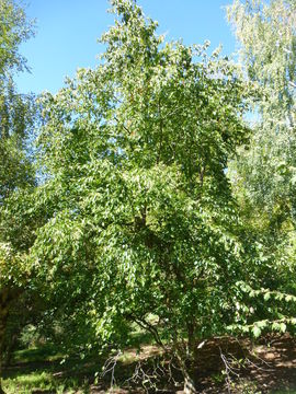 Image of Gray birch