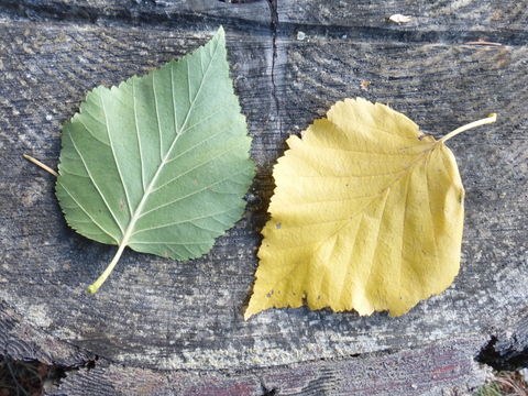 Imagem de Betula papyrifera Marshall