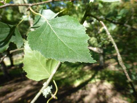 Image of Brown Birch