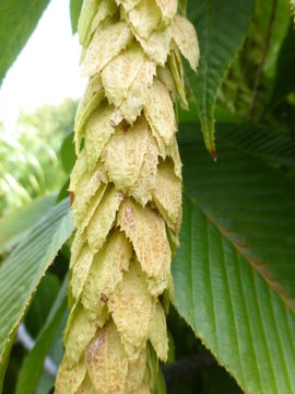 Image of Carpinus fangiana Hu