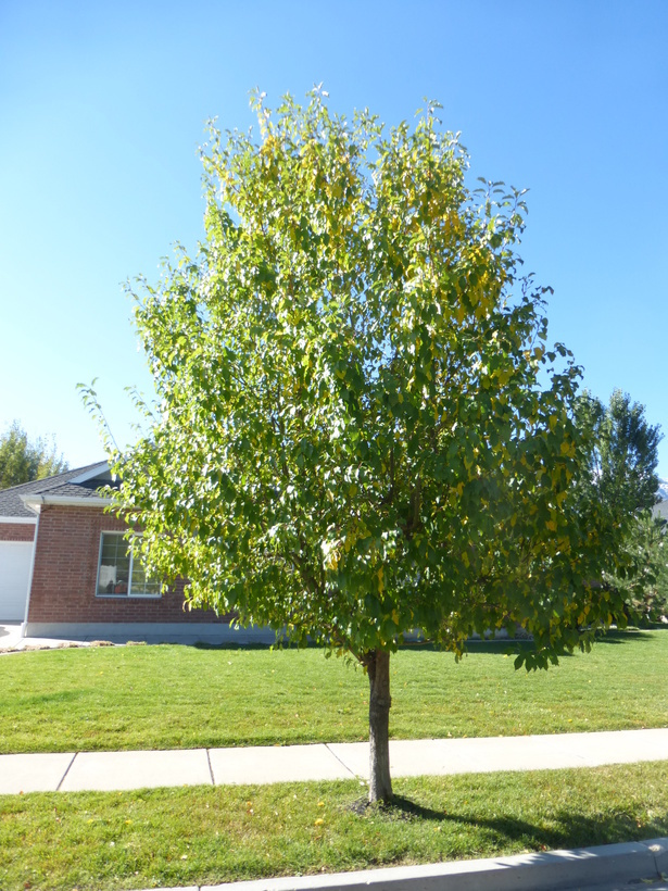 Plancia ëd Cercis canadensis L.