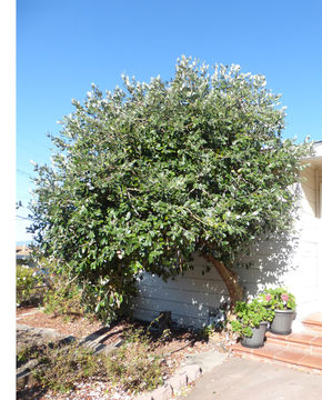 Image of Pineapple guava, feijoa