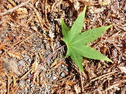 Image of Acer cappadocicum subsp. sinicum (Rehd.) Hand.-Mazz.