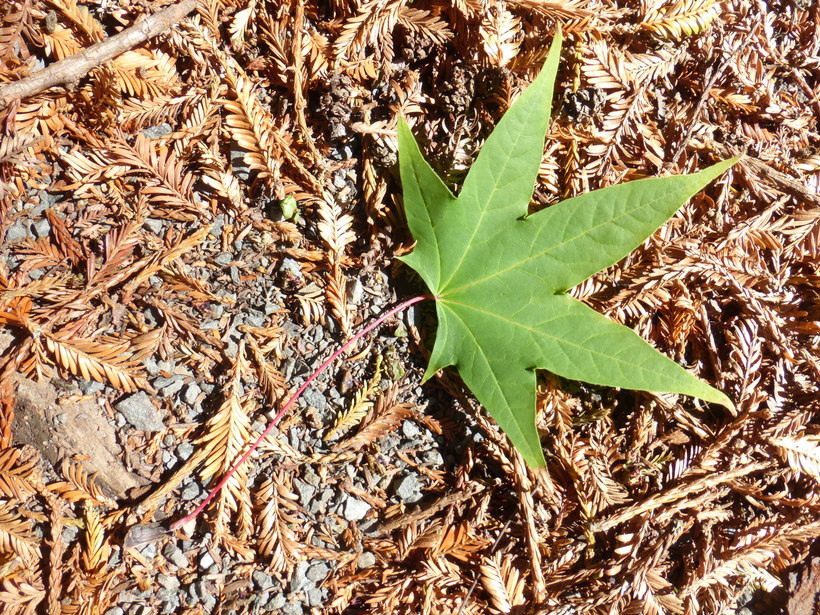 Image of Acer cappadocicum subsp. sinicum (Rehd.) Hand.-Mazz.