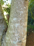 Image de Acer cappadocicum subsp. sinicum (Rehd.) Hand.-Mazz.