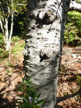 Image of Abies forrestii var. georgei (Orr) Farjon