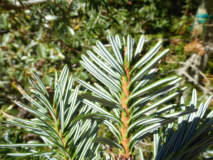 Image of Faber’s Fir