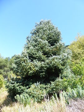 Image of Kazdagi fir