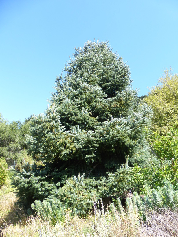 Sivun Abies nordmanniana subsp. equi-trojani (Asch. & Sint. ex Boiss.) Coode & Cullen kuva