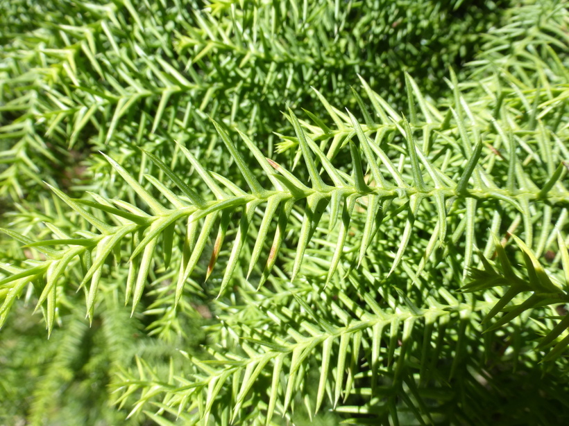 Image de Araucaria cunninghamii Aiton ex A. Cunn.