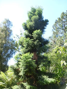 Image de Araucaria cunninghamii Aiton ex A. Cunn.