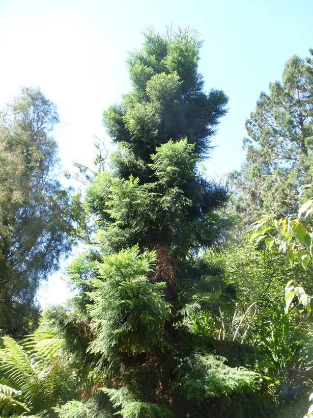 Image of Colonial Pine