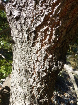 Image of coast banksia