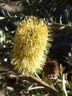 Image of silver banksia