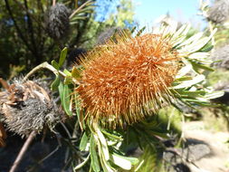 Image of silver banksia