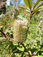 Image of Banksia oblongifolia Cav.