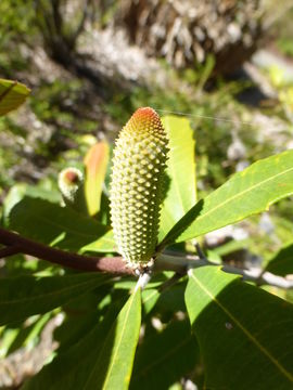 Image of Banksia oblongifolia Cav.