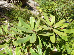 Image of Banksia oblongifolia Cav.