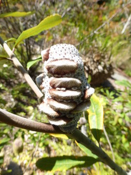 Image of Banksia oblongifolia Cav.