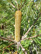 Image of hairpin banksia