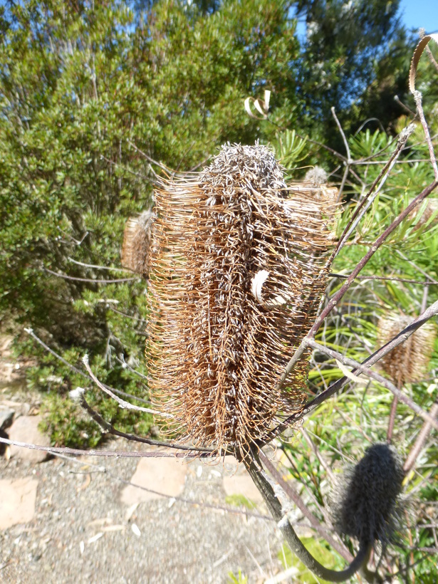 Image of hairpin banksia