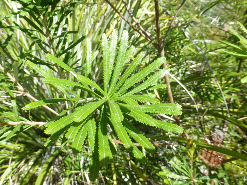 Image of hairpin banksia