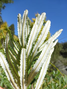 Image of hairpin banksia