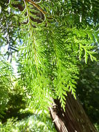 Image of Formosan Cypress