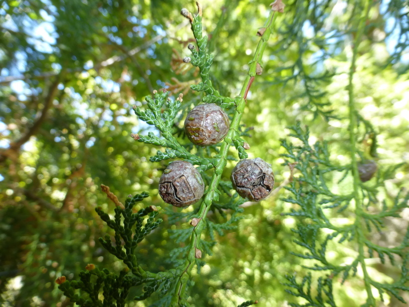 Image of Hinoki Cypress