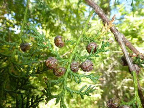 Image of Hinoki Cypress