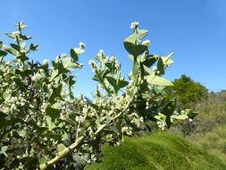 Image of Colletia paradoxa (Spreng.) Escalante