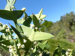 Image of Colletia paradoxa (Spreng.) Escalante