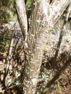 Colutea arborescens L. resmi