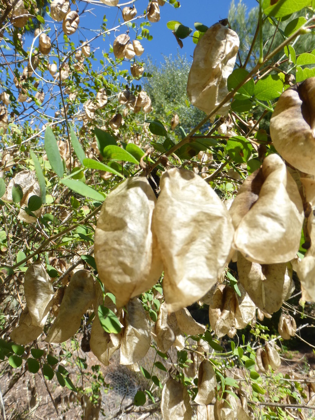 Plancia ëd Colutea arborescens L.