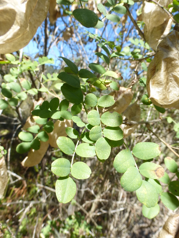 Plancia ëd Colutea arborescens L.