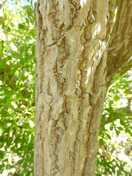 Image of Common Cabbage Tree