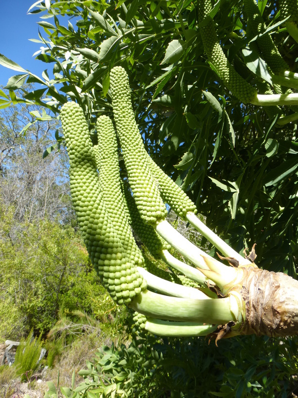 Image of Common Cabbage Tree