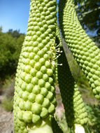 Image of Common Cabbage Tree