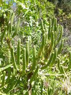 Image of Common Cabbage Tree