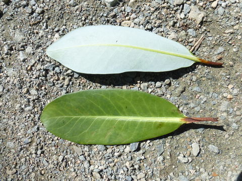 Image of Winter's bark