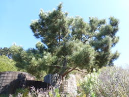 Image of Maritime Pine