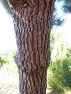 Image of Maritime Pine