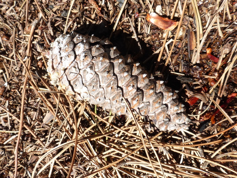 Image of Maritime Pine