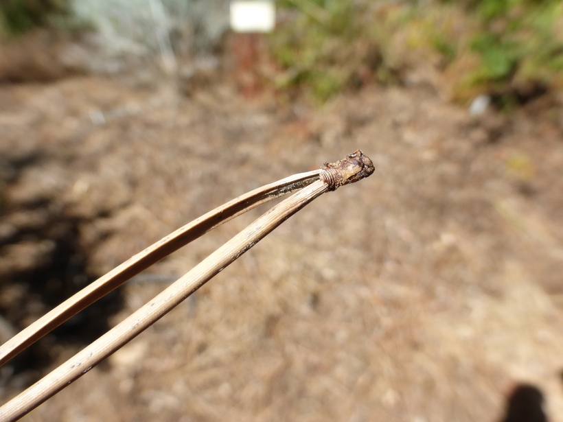 Image of Maritime Pine